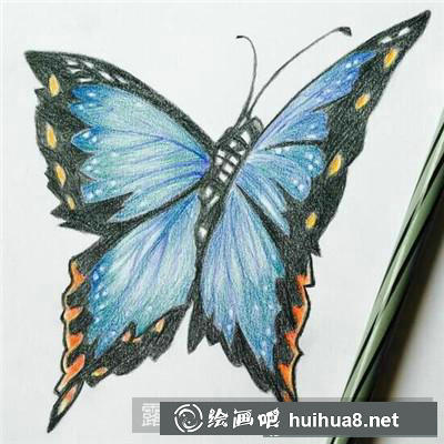 蝴蝶彩鉛畫