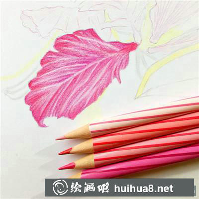 花鳥彩鉛花瓣上色