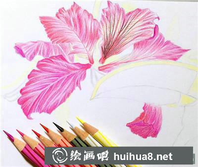 花鳥彩鉛花瓣細(xì)節(jié)