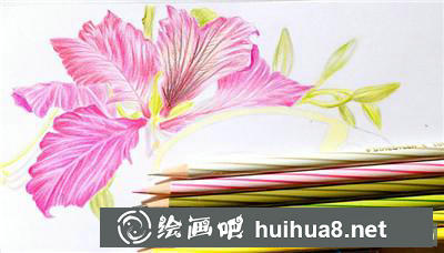花鳥彩鉛花苞和葉莖