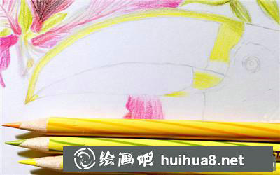 花鳥彩鉛鳥喙上色