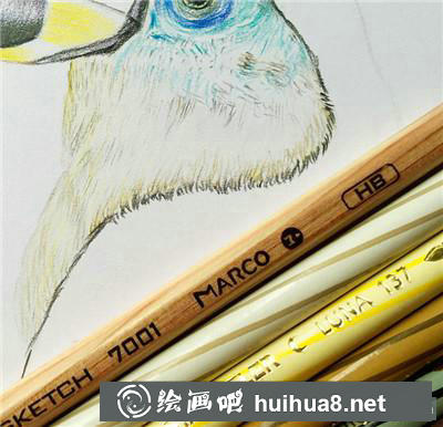 花鳥彩鉛羽毛底色