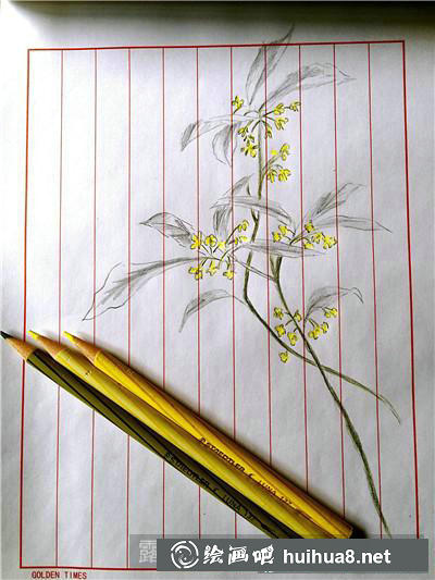 植物彩鉛