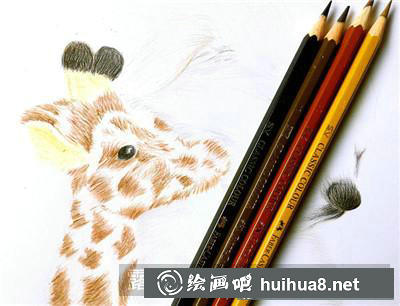 動(dòng)物彩鉛