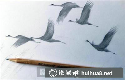 動物彩鉛