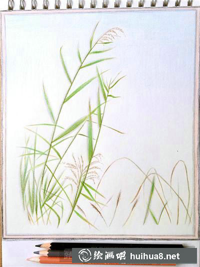 蘆葦邊框