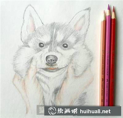 貓咪彩鉛