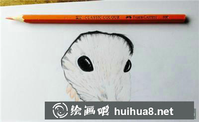 小倉鼠底色繪制