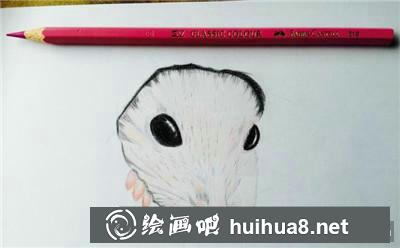 小倉鼠毛發(fā)疊加