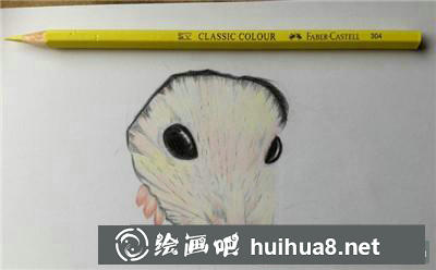小倉鼠臉部亮區(qū)