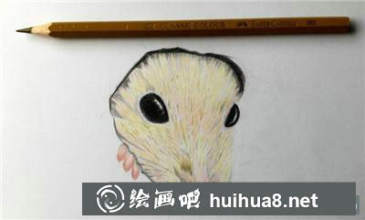 小倉鼠毛發(fā)繪制