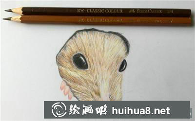 小倉鼠毛發(fā)色彩豐富
