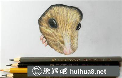 小倉鼠明暗關(guān)系加強(qiáng)