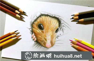 小倉鼠完成作品