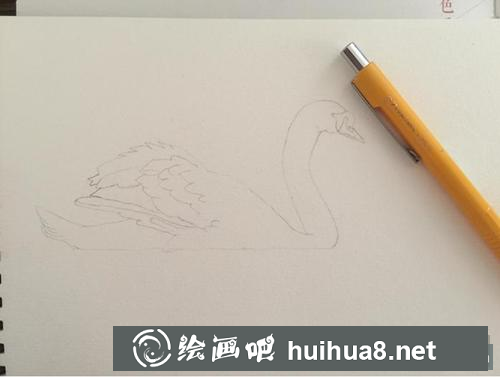 天鵝