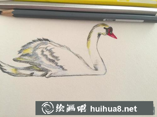 天鵝彩鉛畫步驟