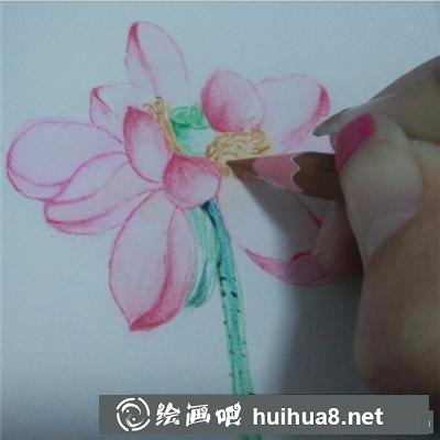 荷花的畫法