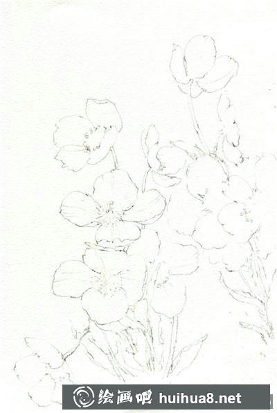 植物水彩畫