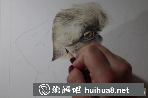 彩鉛畫狗狗