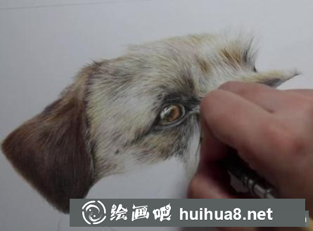 彩鉛畫狗狗