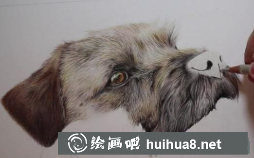 彩鉛畫狗狗