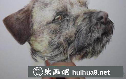 彩鉛畫狗狗
