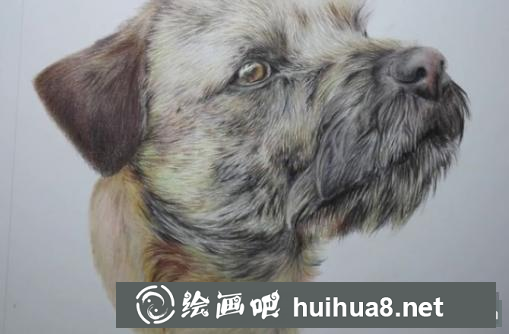 彩鉛畫狗狗