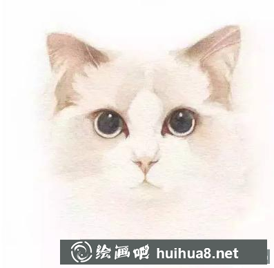 水彩畫貓
