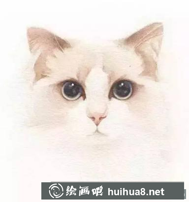 水彩畫貓