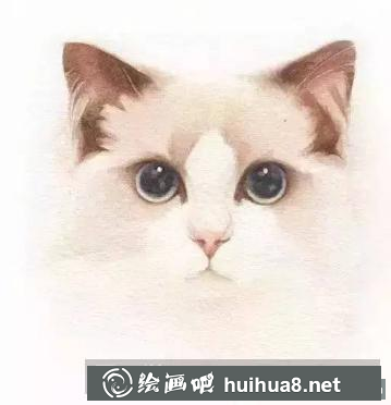 水彩畫貓