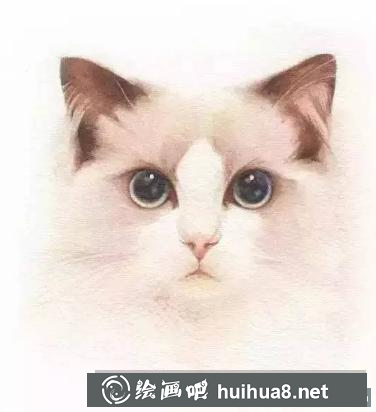 水彩畫貓