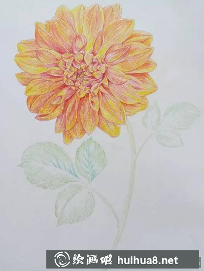 油性彩鉛畫花卉步驟