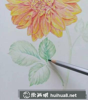 油性彩鉛畫花卉步驟