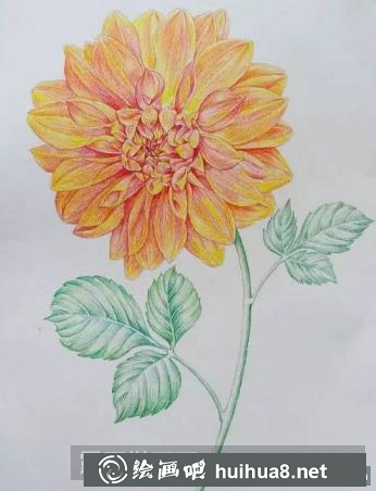 油性彩鉛畫花卉步驟
