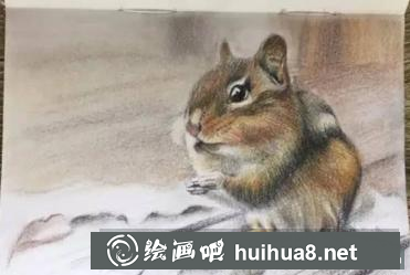 彩鉛畫小松鼠