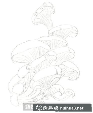 怎么畫平菇