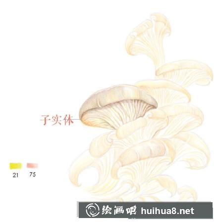 怎么畫平菇