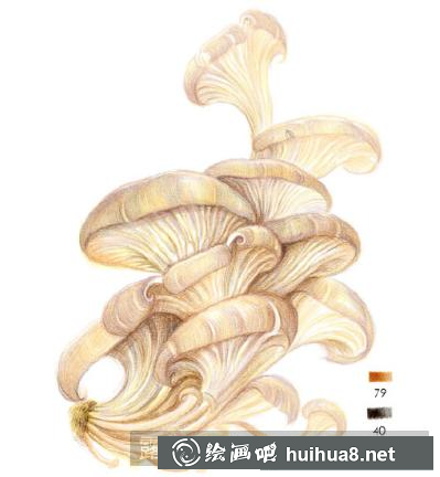 怎么畫平菇