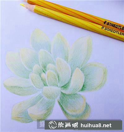 植物彩鉛畫