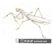 工筆畫教程教畫螳螂細節(jié)美