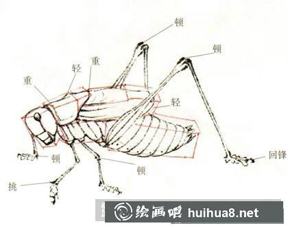 蟈蟈的畫法
