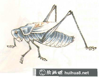 蟈蟈的畫法