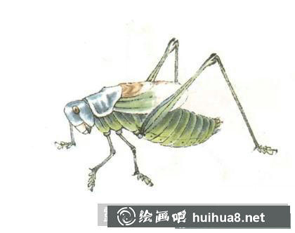 蟈蟈的畫法
