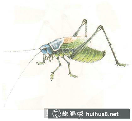 蟈蟈的畫法