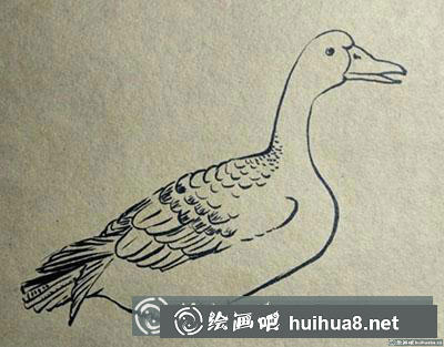 簡筆畫教程：怎么畫一只安靜的大雁