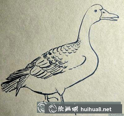 簡筆畫教程：怎么畫一只安靜的大雁