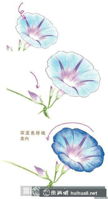 花卉彩鉛