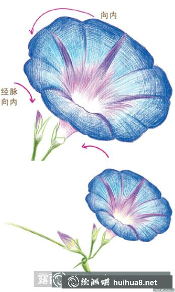 花卉彩鉛