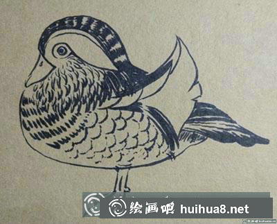 簡筆畫教程：教你畫鴛鴦