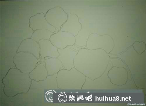 旱金蓮水彩畫(huà)